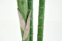 Flamant Arecapalm, Plant