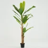 Flamant Bananenboom, Plant