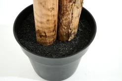 Flamant Bananenboom, Plant