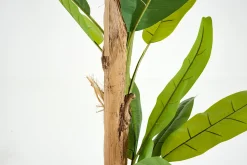 Flamant Bananenboom, Plant