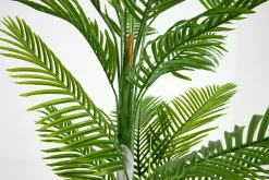 Flamant Betelpalm, Plant
