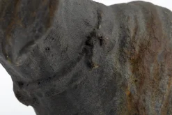 Flamant Blakeley, Hond