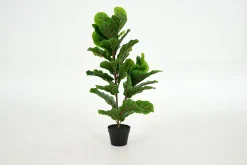 Flamant Fiddle Leaf-Vijg, Plant