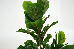 Flamant Fiddle Leaf-Vijg, Plant