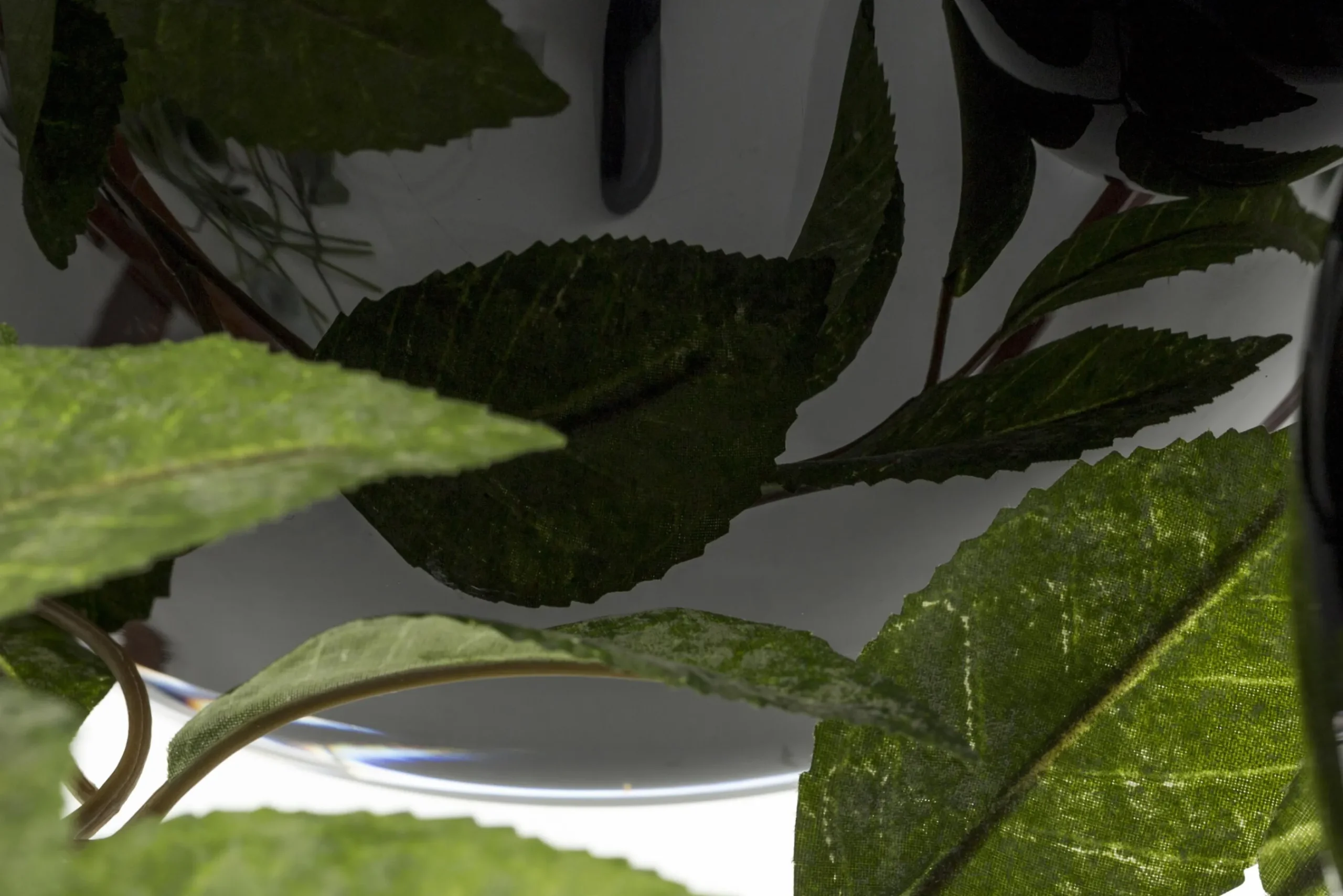 Flamant Griegos, Vaas, Glas, Zwart