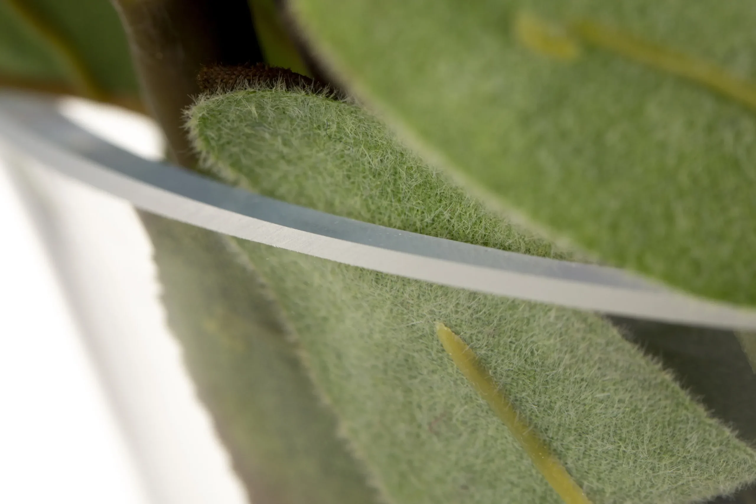 Flamant Lolla, Vaas, Glas, H40