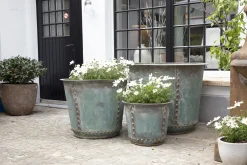 Flamant Manoli, Planter, S