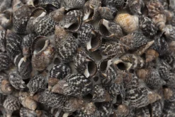 Flamant Maranza, Decobal, L