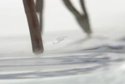 Flamant Mirac, Vaas, Glas, H30