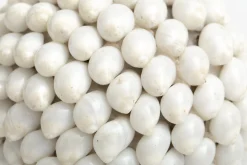 Flamant Nalani, Decobal, M